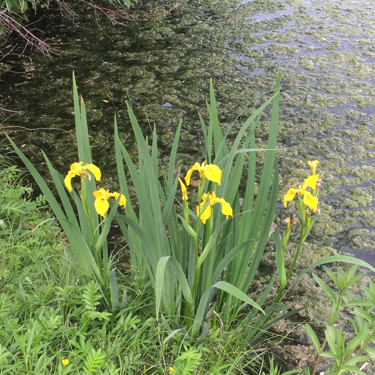 Iris pseudacorus (yellow flag iris) in Van Belleghem Park Southdale (Winnipeg Manitoba) by william_b27 via iNat CC BY-NC