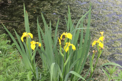 Iris pseudacorus (yellow flag iris) in Van Belleghem Park Southdale (Winnipeg Manitoba) by william_b27 via iNat CC BY-NC