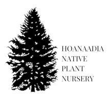 https://www.hoanaadia.com/
