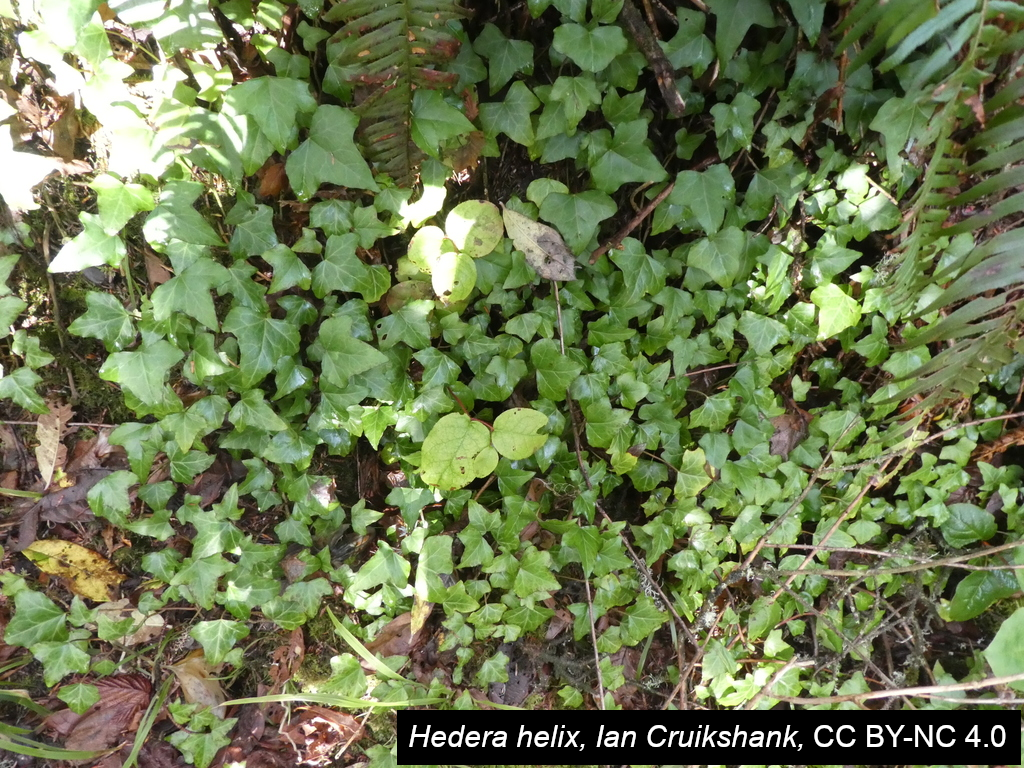 photo of Hedera helix / common ivy in Pacific Rim National Reserve, Vancouver Island.