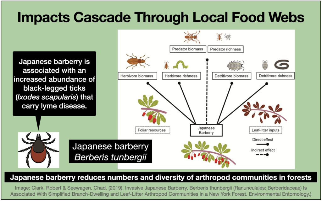 This slides illustrates that the diversity of arthropods is decreased after invasion of Japanese barberry, although tick populations increase.