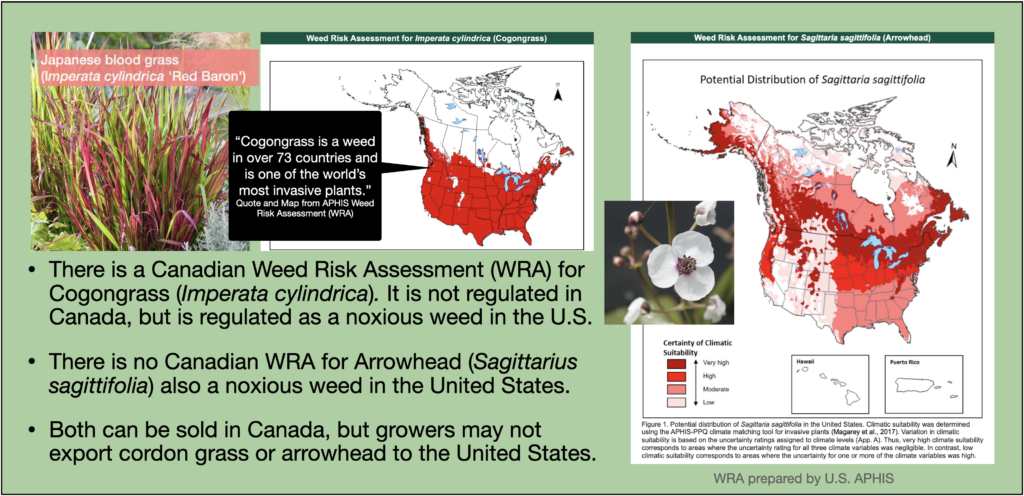 There is a Canadian Weed Risk Assessment (WRA) for Cogongrass (Imperata cylindrica). It is not regulated in Canada, but is regulated as a noxious weed in the U.S. • There is no Canadian WRA for Arrowhead (Sagittarius sagittifolia) also a noxious weed in the United States. • Both can be sold in Canada, but growers may not export cordon grass or arrowhead to the United States.