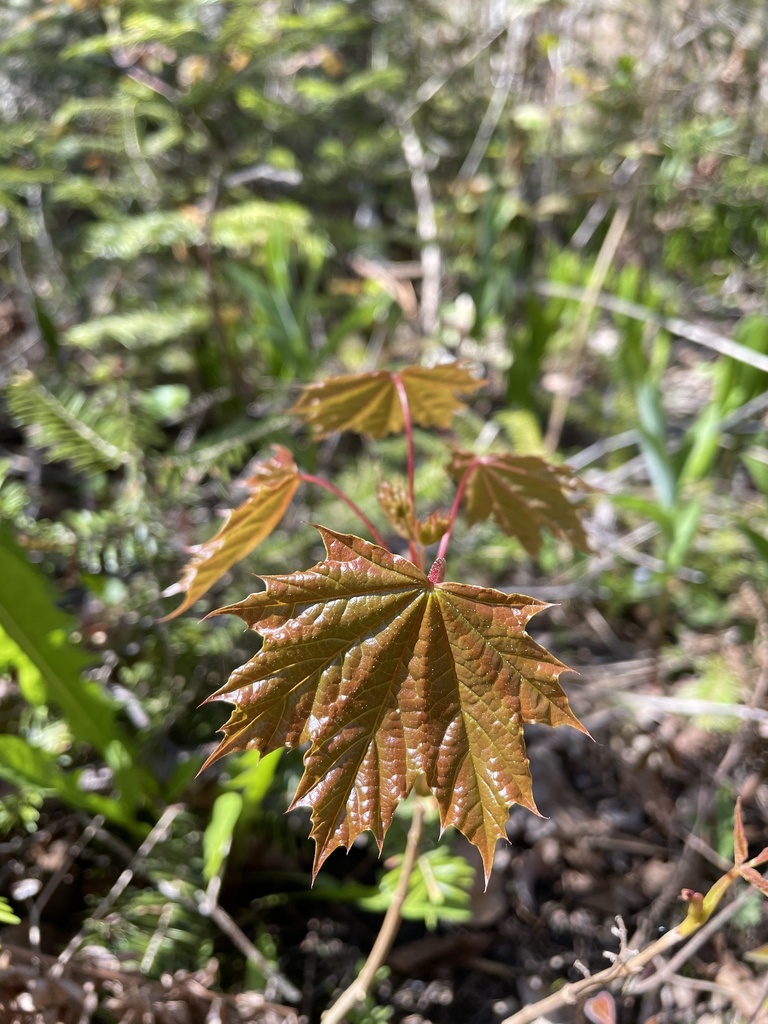 young leaves of Norway Maple