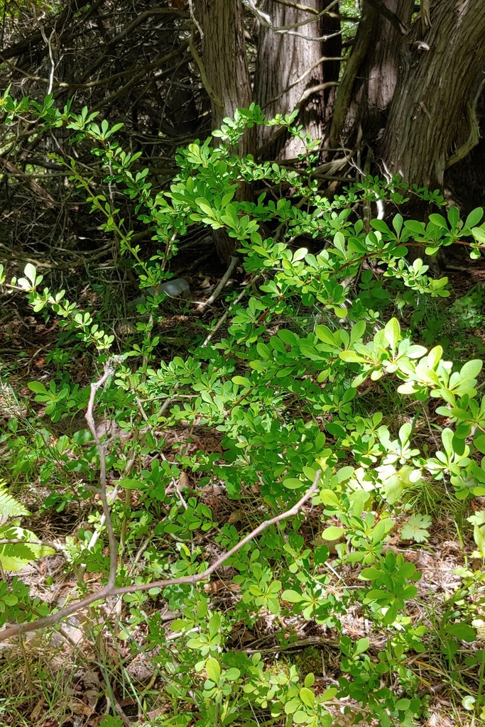 image of Berberis thunbergii on Big Island, near Bobcaygeon Ontario. 