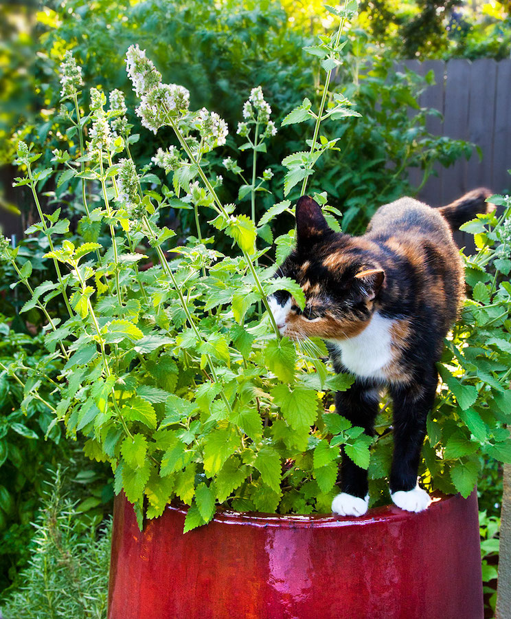 Cat smelling catnip contained 
in a red ceramic pot.