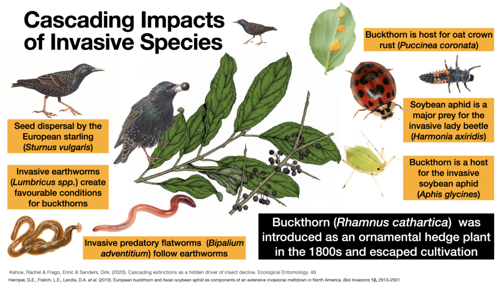 This slide illustrates how invasive species can Co-Facilitate one another. European earthworm makes buckthorn invasion easier. Buckthorn supports the invasive oat crown rust and soybean aphid. The soybean aphid supports the invasive Harmonia lady beetle. Invasive predatory flatworms move in after the earthworms.