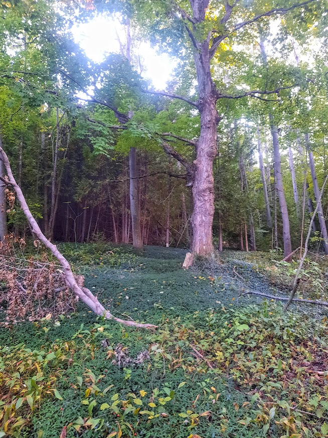 photo of periwinkle carpeting the ground around a large tree in forest