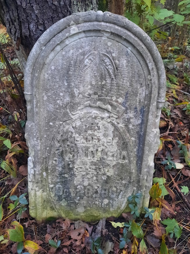 photo of upright tombstone leaning against tree, surrounded by periwinkle