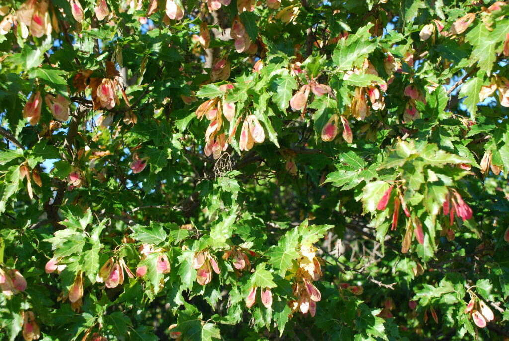 photo of Amur maple -- Acer ginnala species