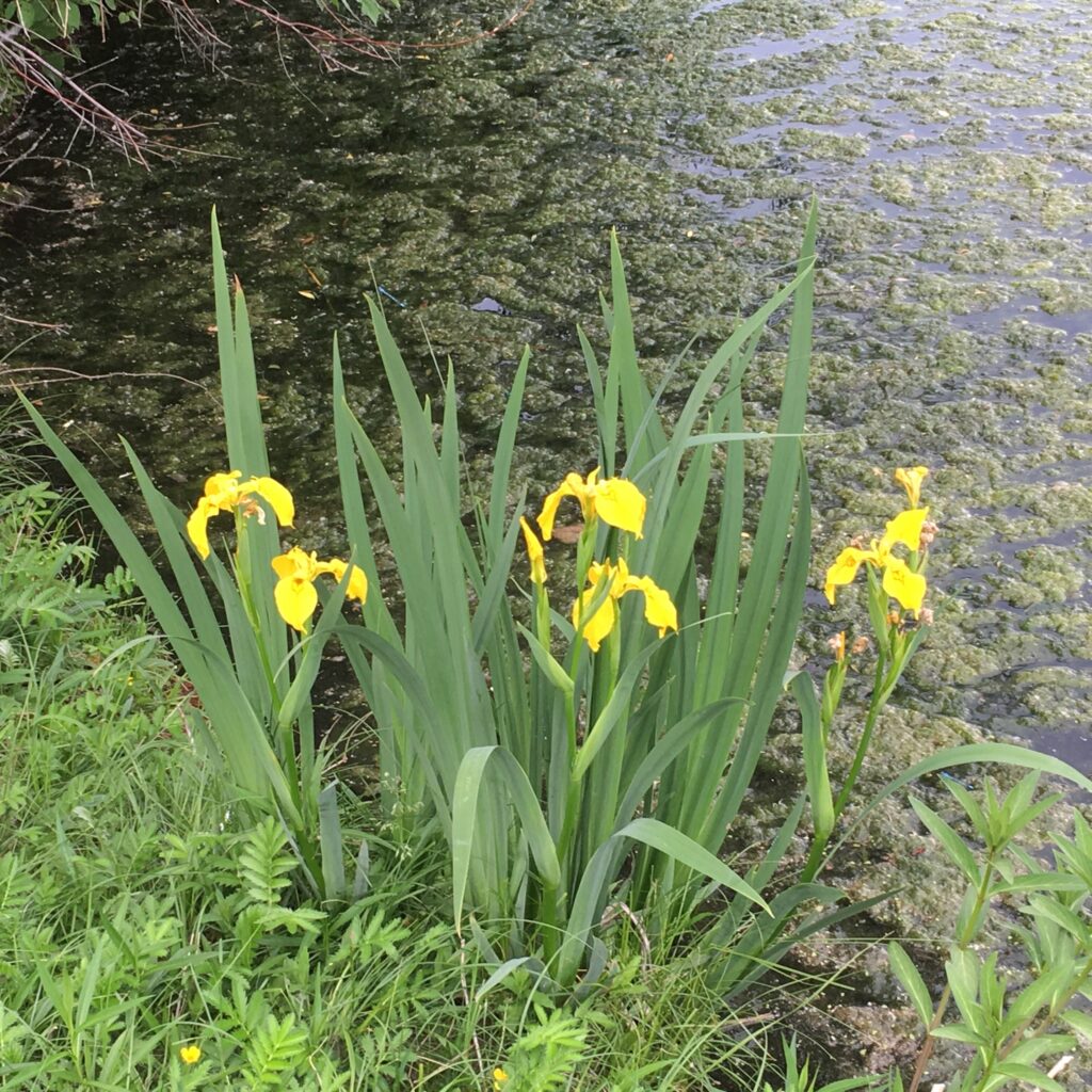 yellow flag iris (<i>Iris pseudacorus</i>)
