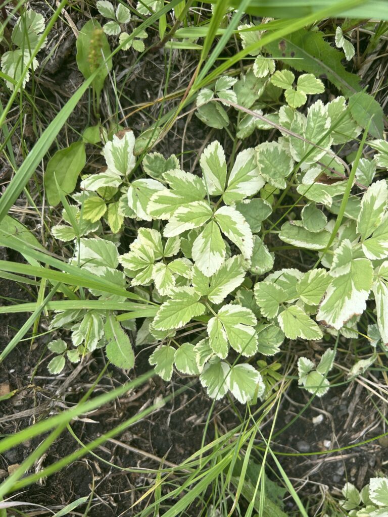 goutweed (Aegopodium podagraria)5