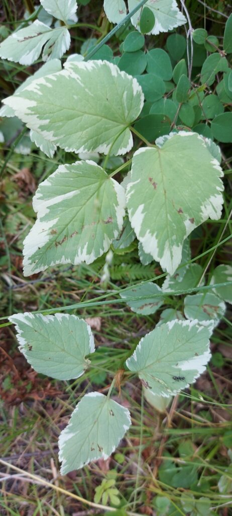 goutweed (Aegopodium podagraria)3