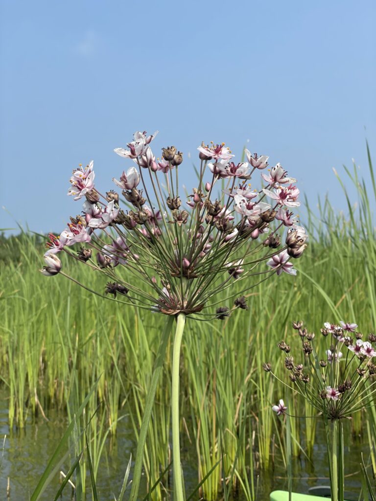 flowering rush (<i>Butomus umbellatus</i>)1
