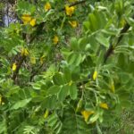 photo of Caragana arborescens (Siberian Pea Shrub) in Riding Mountain Provincial Park Manitoba, by Sherry Punak Murphyvia iNaturalist CC BY-NC