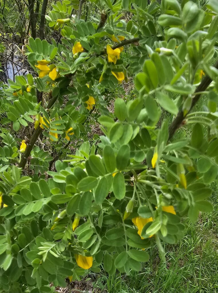 Siberian pea shrub (<i>Caragana arborescens</i>)2