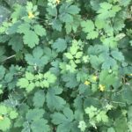 photo of Chelidonium majus (greater celandine) by Lac St. Leon Manitoba by lauramr11 via iNaturalist CC BY-NC
