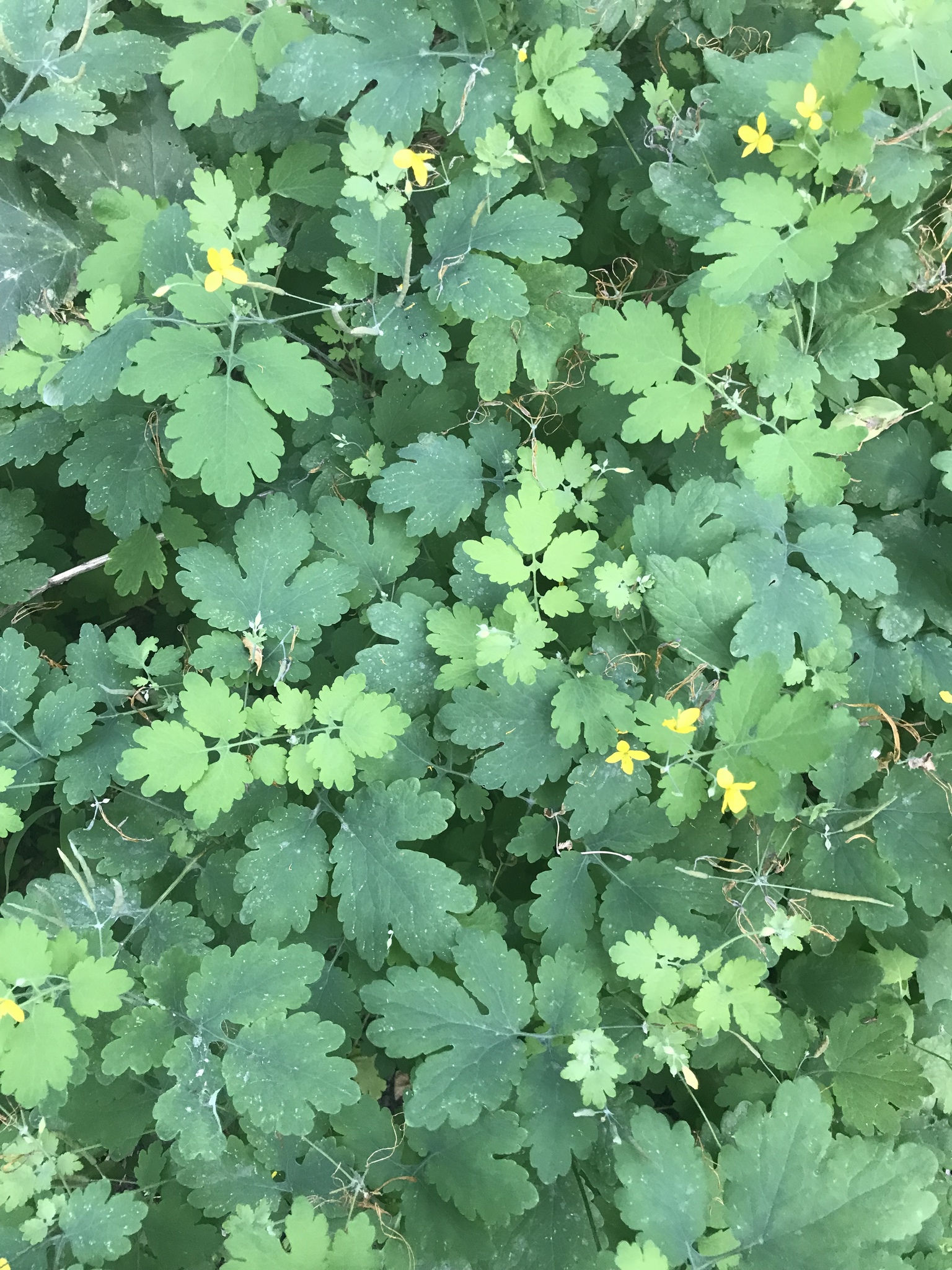 photo of Chelidonium majus (greater celandine) by Lac St. Leon Manitoba by lauramr11 via iNaturalist CC BY-NC