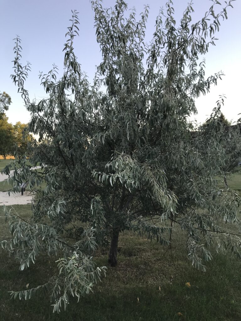 Russian olive (<i>Elaeagnus angustifolia</i>)1