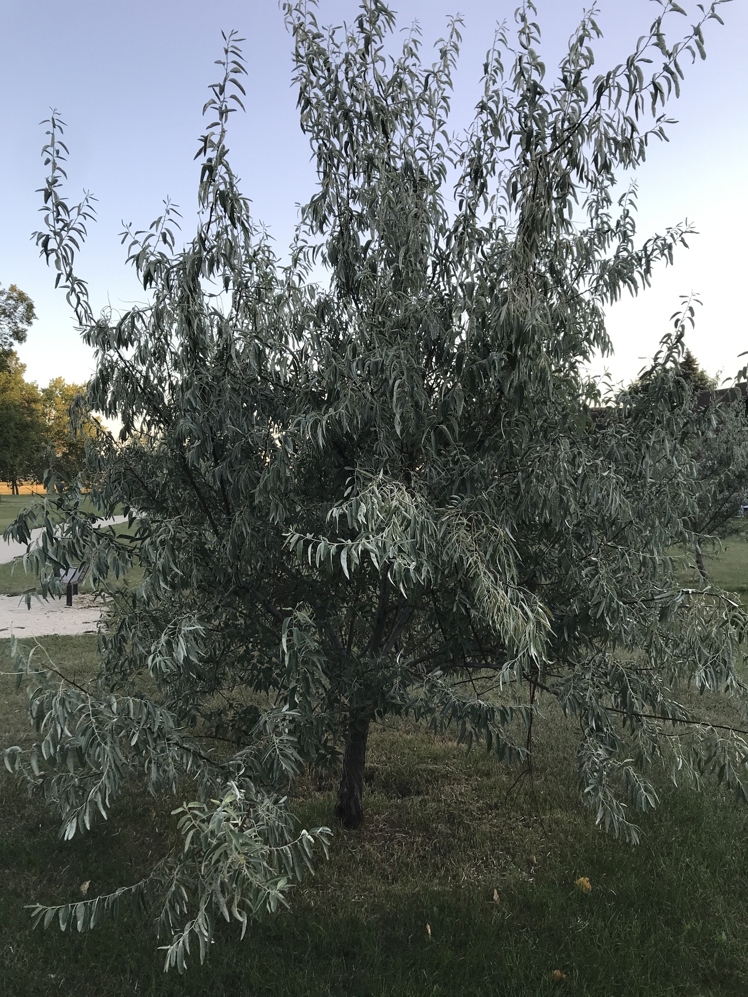photo of Russian Olive Elaeagnus angustifolia in Joe Malone Park by winnipeg57 iNaturalist CC BY-NC