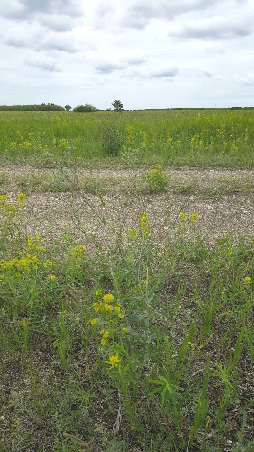baby’s breath / Gypsophila paniculata2 Canadian Coalition for