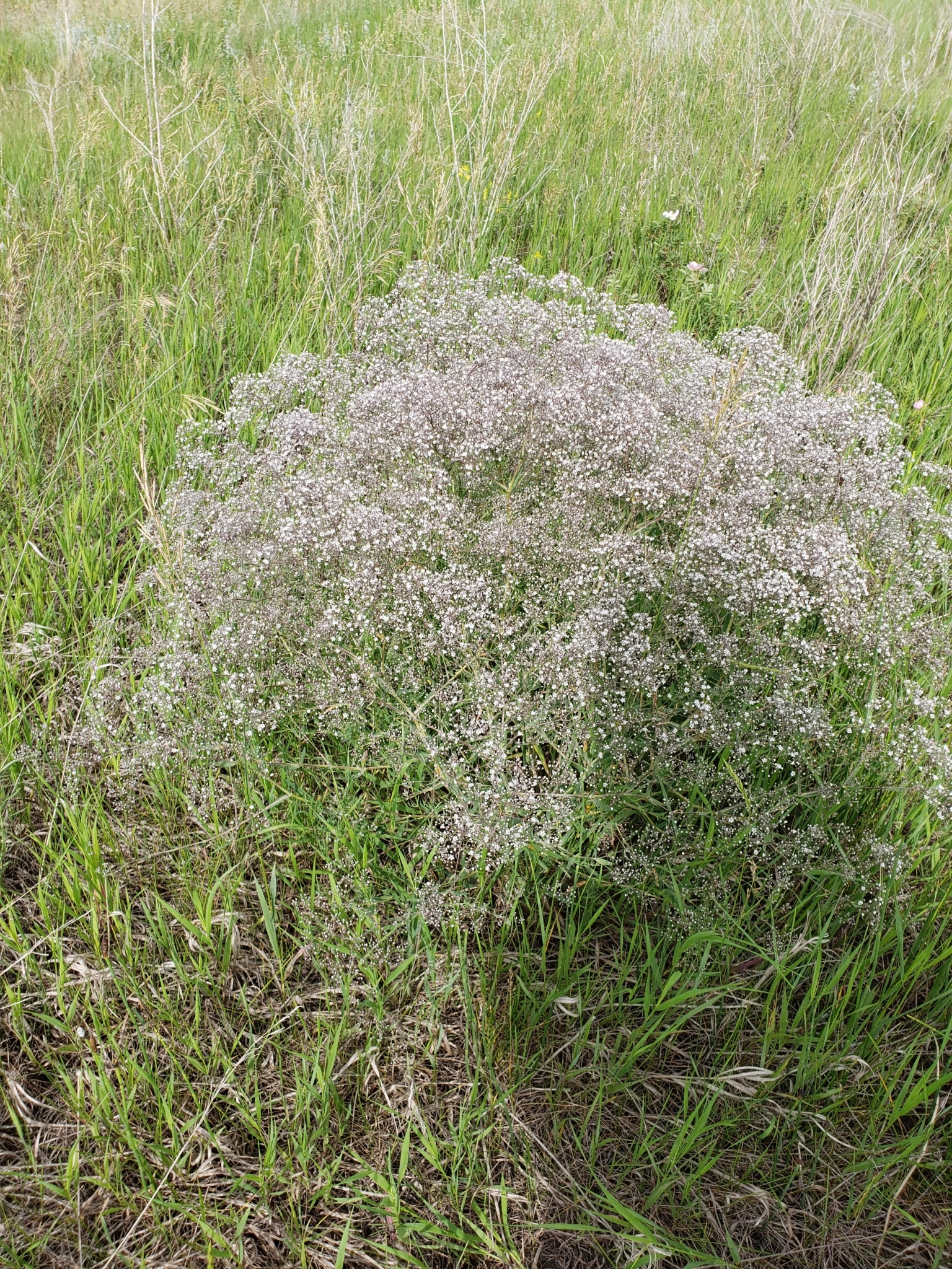 photo of Gypsophila paniculata in Oak Lake Manitoba by Carla Church via iNaturalist CC BY-SA