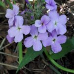 photo of Hesperis matronalis / Dame's Rocket in Gull Harbour Hecla Grindstone Prov Park, Manitoba. Photo by Séraphin Poudrier CC BY-NC