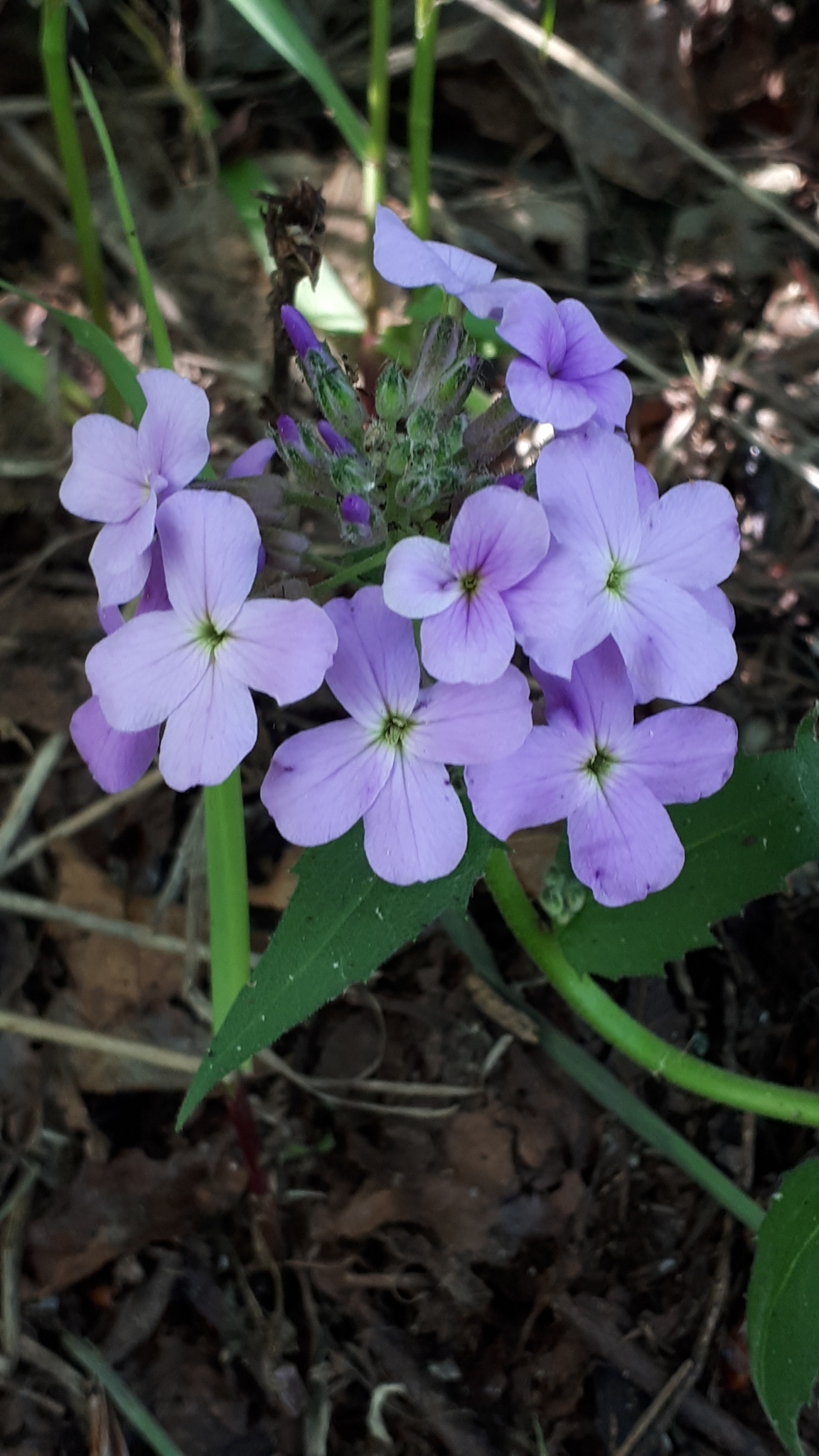 photo of Hesperis matronalis / Dame's Rocket in Gull Harbour Hecla Grindstone Prov Park, Manitoba. Photo by Séraphin Poudrier CC BY-NC