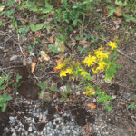 photo of Hypericum perforatum / common St. John's wort in Whiteshell Prov Park Manitoba MB. Photo by BLinklater via iNaturalist CC BY-NC