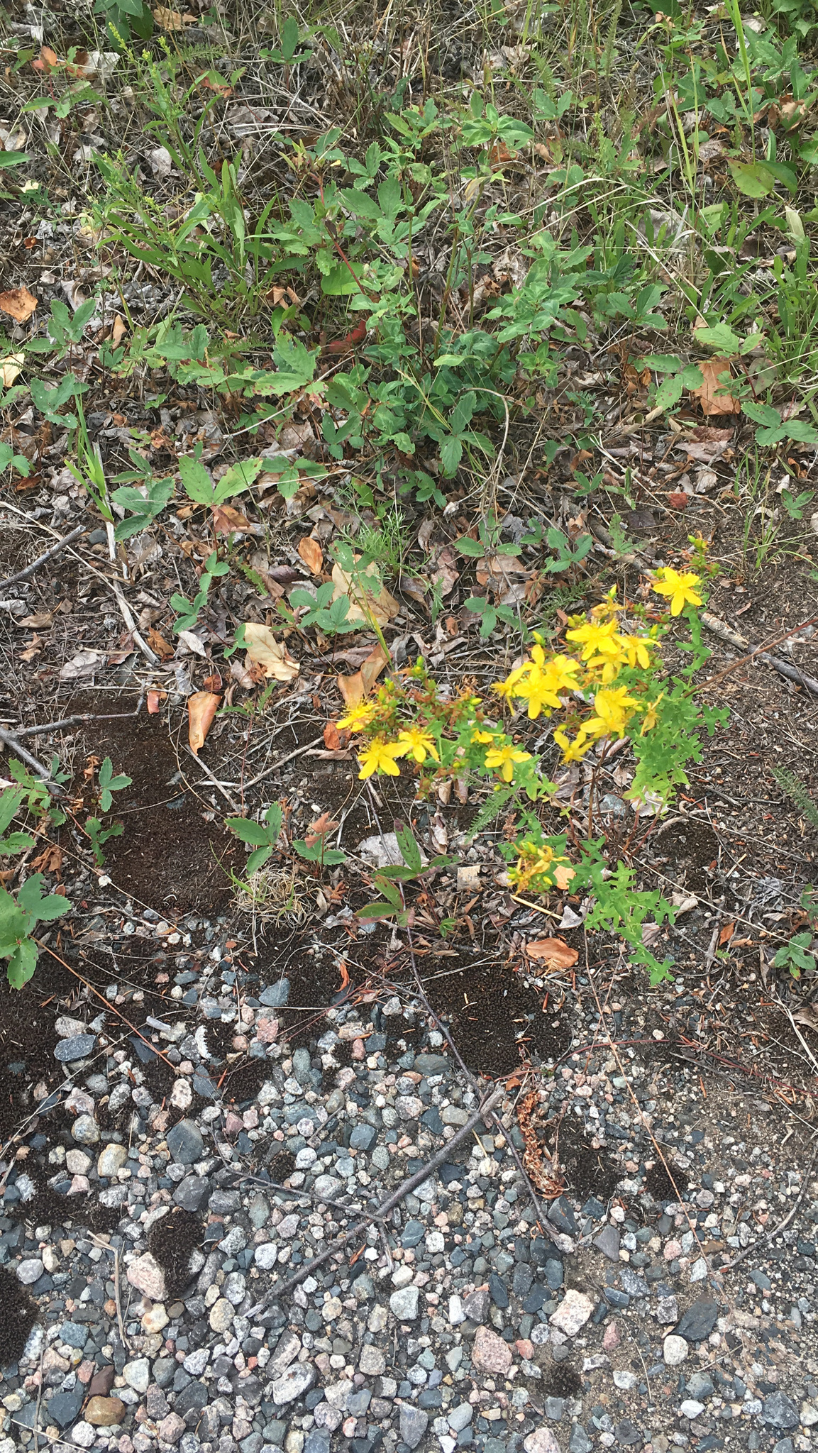 photo of Hypericum perforatum / common St. John's wort in Whiteshell Prov Park Manitoba MB. Photo by BLinklater via iNaturalist CC BY-NC