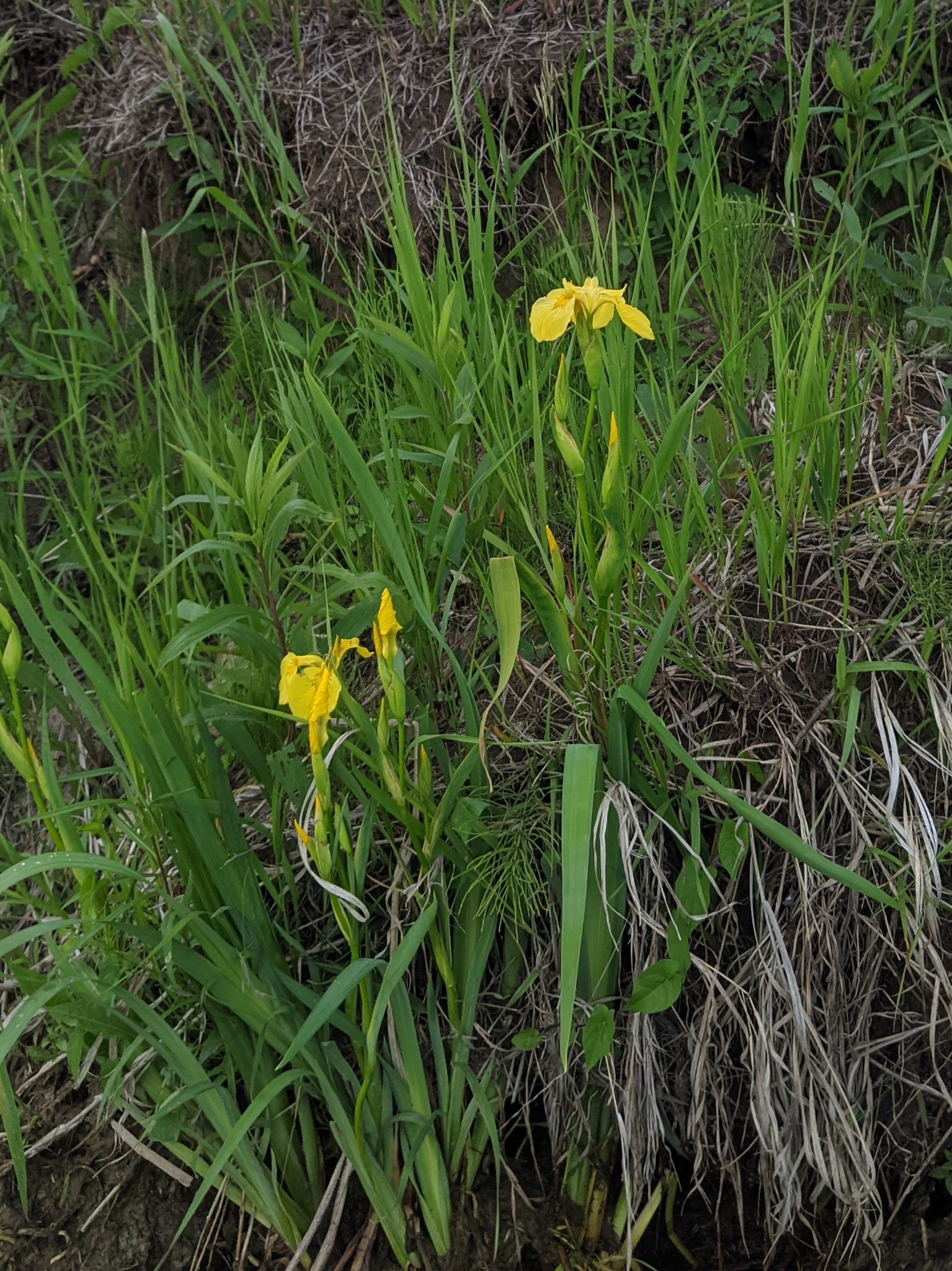 photo of Iris pseudacorus / yellow flag iris by Winnipeg River near Alexander Manitoba MB. Photo by c_catellier via iNaturalist CC BY-NC