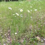photo of Leucanthemum vulgare / oxeye daisy in Riding Mountain National Park Manitoba MB. Photo by dshpak via iNaturalist CC BY-NC