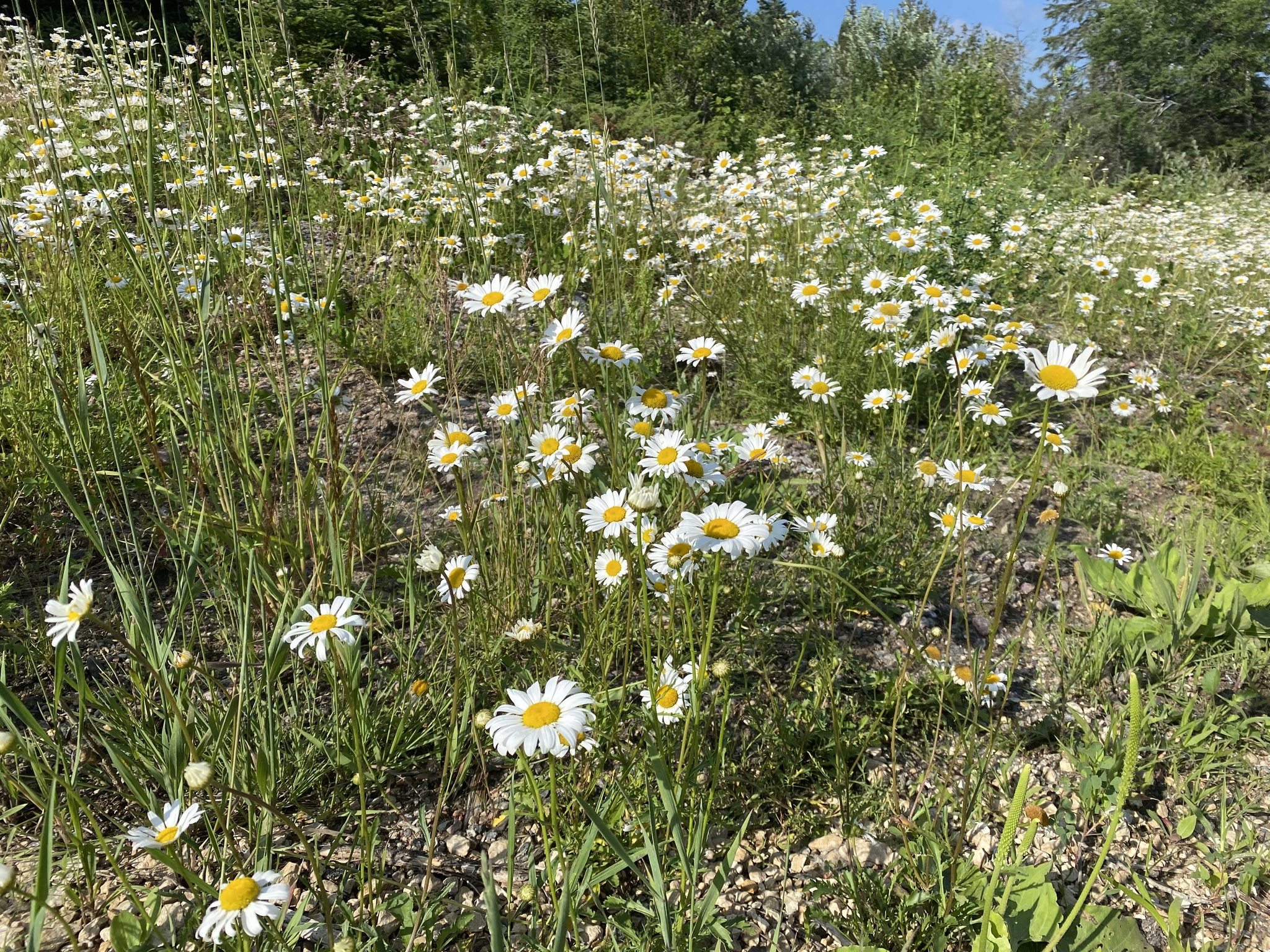photo of Leucanthemum vulgare / oxeye daisy in Whiteshell Prov Park Manitoba MB. Photo by cwgspeirs via iNaturalist CC BY-NC