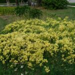 photo of Linaria vulgaris / yellow toadflax/ butter-and-eggs. In Andrew Currie Park, Winnipeg Manitoba. Photo: Linda Dietrick CC BY-NC