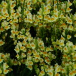 closeup view of Linaria vulgaris / yellow toadflax/ butter-and-eggs. In Andrew Currie Park, Winnipeg MB. Photo: Linda Dietrick CC BY-NC