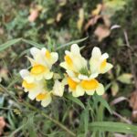 photo of Linaria vulgaris / butter and eggs in Assiniboine Forest Winnipeg Manitoba MG. Photo by marleneontheprairie via iNaturalist CC BY-SA