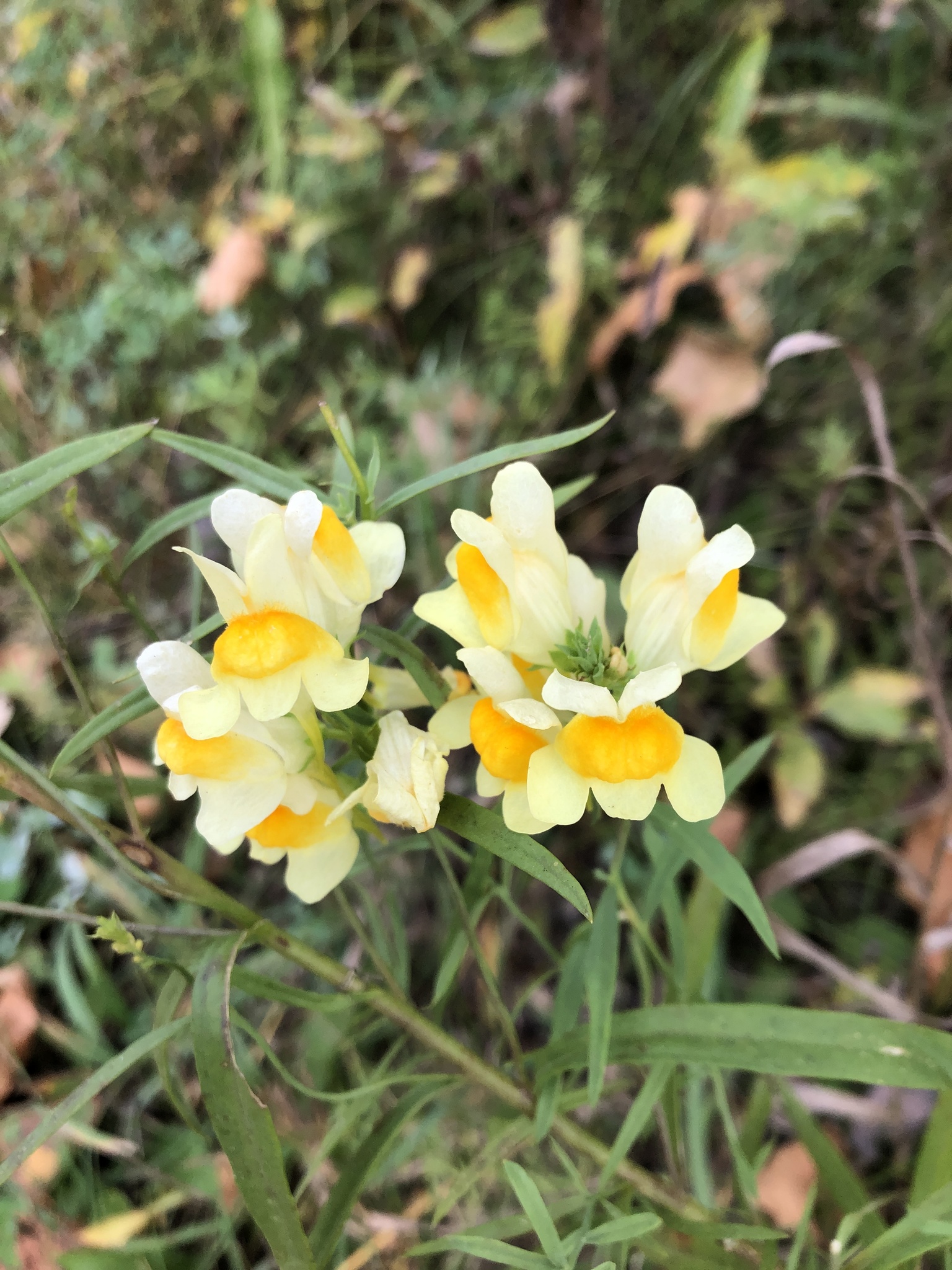 photo of Linaria vulgaris / butter and eggs in Assiniboine Forest Winnipeg Manitoba MG. Photo by marleneontheprairie via iNaturalist CC BY-SA