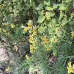 photo of Linaria vulgaris / butter and eggs in Victoria Beach Manitoba MB. Photo by chriskaye181 via iNaturalist CC BY-NC