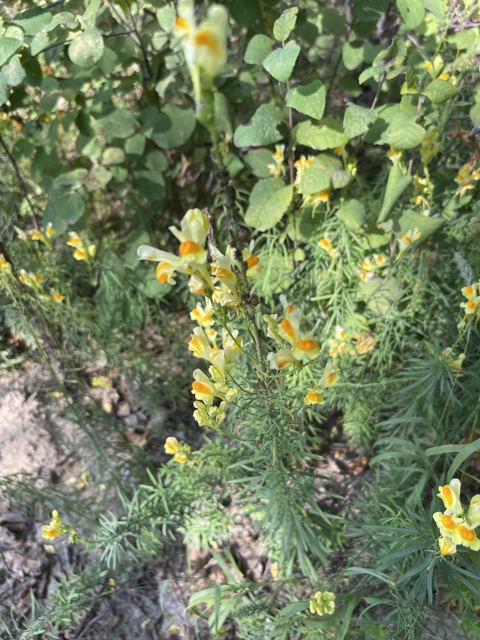 photo of Linaria vulgaris / butter and eggs in Victoria Beach Manitoba MB. Photo by chriskaye181 via iNaturalist CC BY-NC