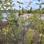 Lonicera tatarica / tatarian honeysuckle showing leaf arrangement. Near Pinawa Dam Prov Park Manitoba 2023. Photo by Séraphin Poudrier via iNaturalist CC BY-NC