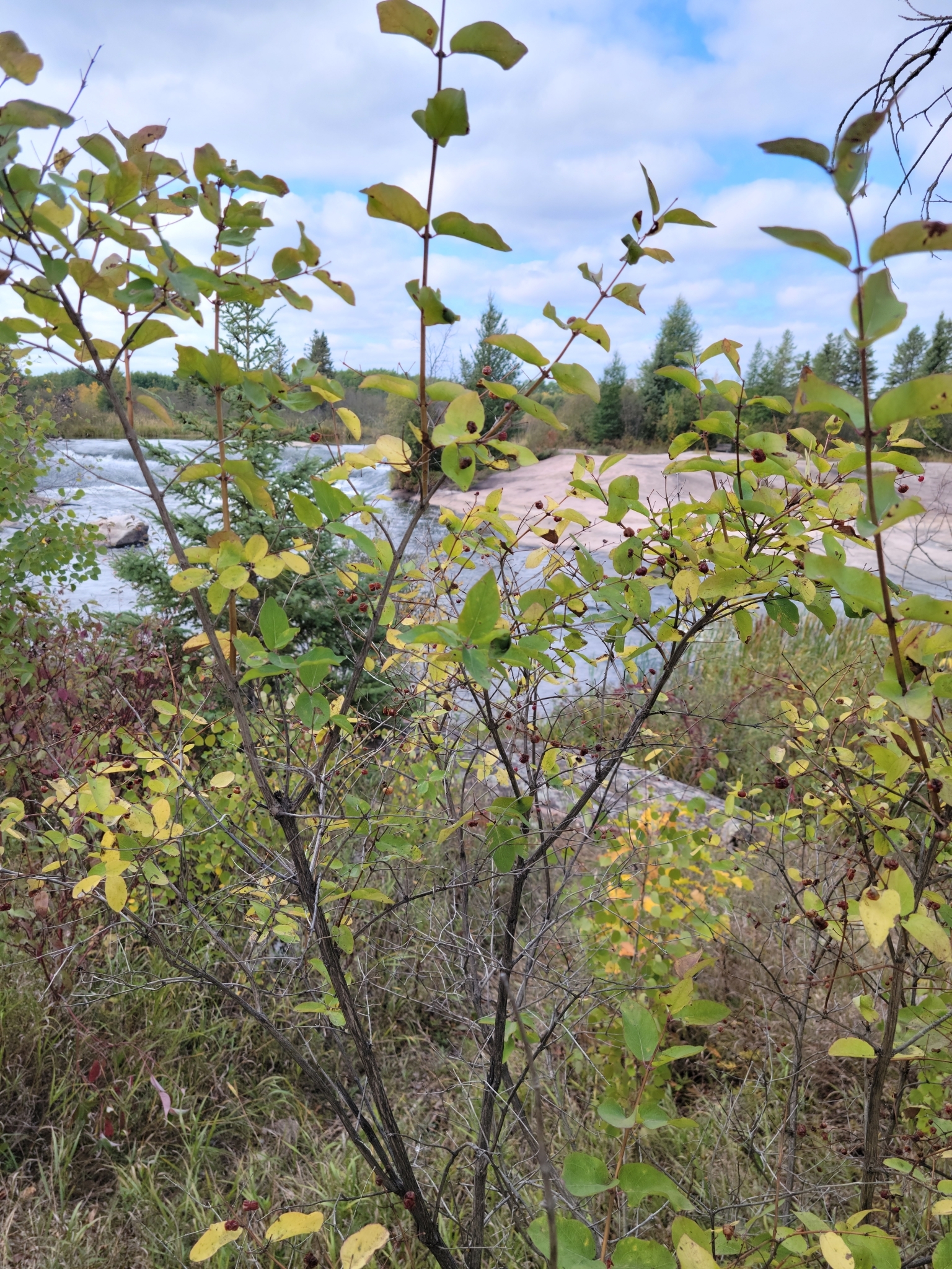 Lonicera tatarica / tatarian honeysuckle showing leaf arrangement. Near Pinawa Dam Prov Park Manitoba 2023. Photo by Séraphin Poudrier via iNaturalist CC BY-NC