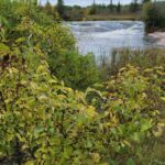 photo of Lonicera tatarica / tatarian honeysuckle near Pinawa Dam Prov Park Manitoba 2023. Photo by Séraphin Poudrier via iNaturalist CC BY-NC
