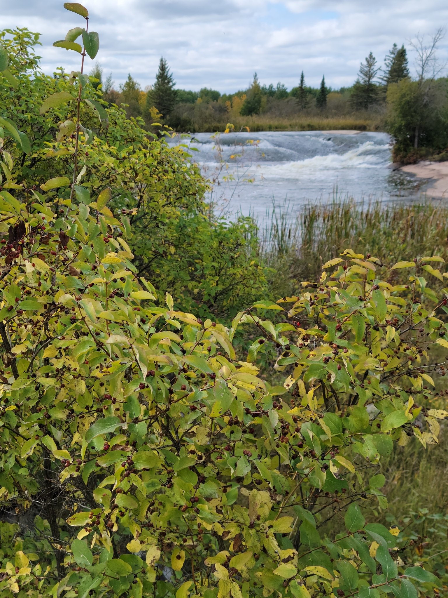 photo of Lonicera tatarica / tatarian honeysuckle near Pinawa Dam Prov Park Manitoba 2023. Photo by Séraphin Poudrier via iNaturalist CC BY-NC