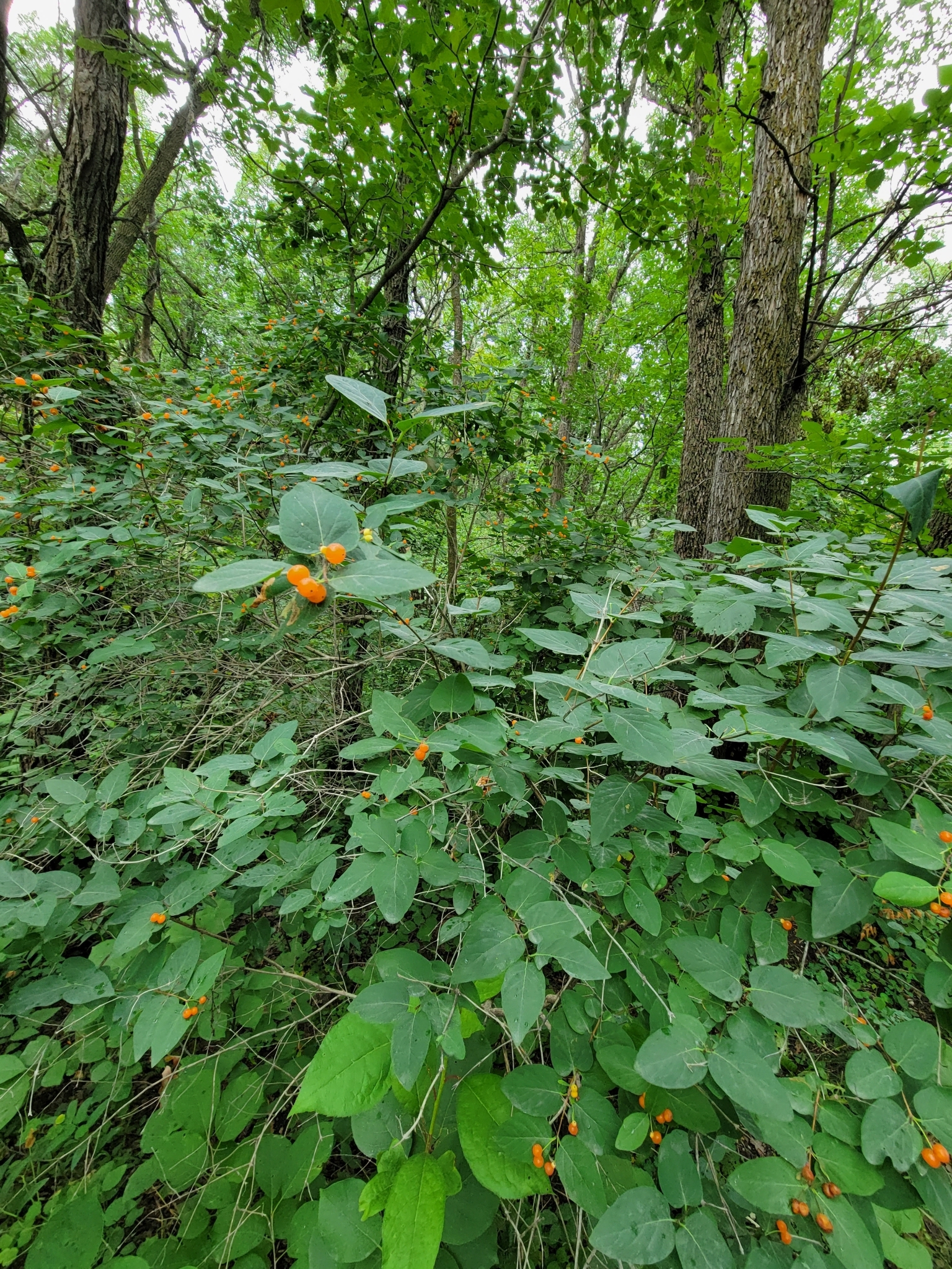 photo of Lonicera tatarica / Tatarian honeysuckle in Île-des-Chênes Manitoba 2022. Photo by Séraphin Poudrier via INaturalist CC BY-NC