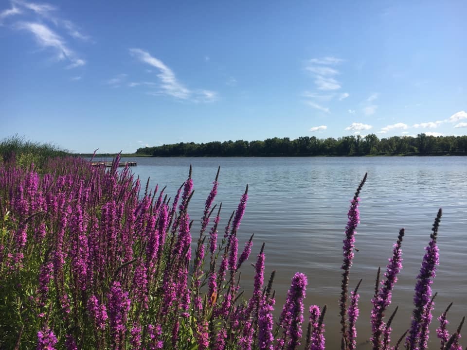 photo of Lythrum salicaria / purple loosestrife in Dunnottar Manitoba MB. Photo by Peg Furshong via iNaturalist CC BY-NC