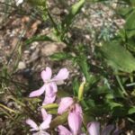 photo of Saponaria officinalis / soapwort found on Lake Manitoba south shore. Photo by Brent Guin via iNaturalist CC BY-NC