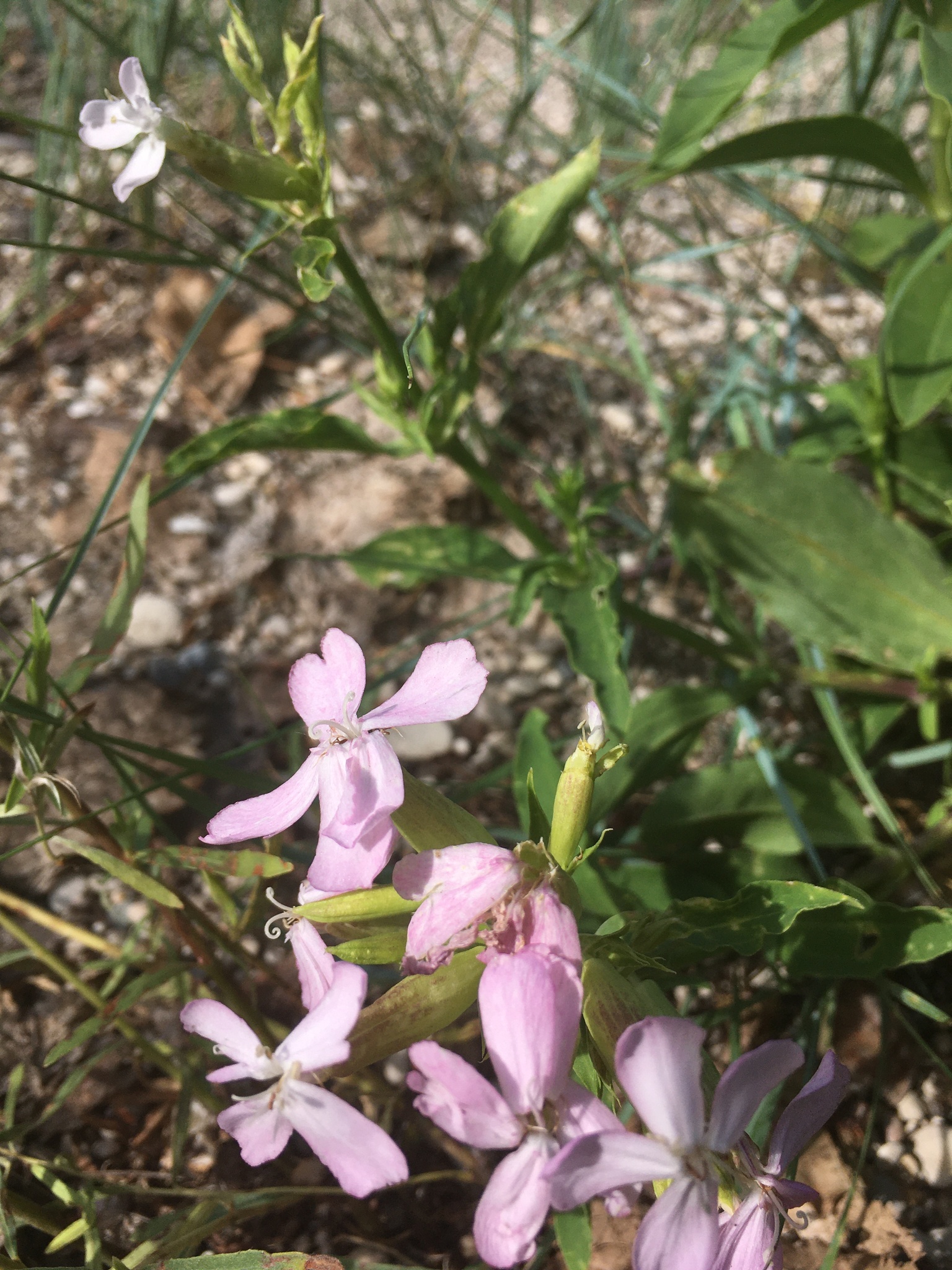 photo of Saponaria officinalis / soapwort found on Lake Manitoba south shore. Photo by Brent Guin via iNaturalist CC BY-NC