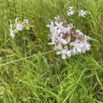photo of Saponaria officinalis / soapwort in Riding Mountain National Park Manitoba MB. Photo by Sean Frey via iNaturalist CC BY-NC