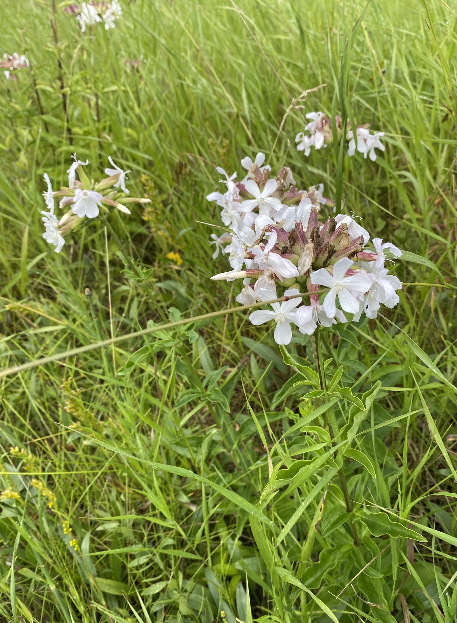 photo of Saponaria officinalis / soapwort in Riding Mountain National Park Manitoba MB. Photo by Sean Frey via iNaturalist CC BY-NC