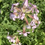 photo of Saponaria officinalis / soapwort in Whiteshell Prov Park Manitoba MB. Photo by BLinklater via iNaturalist CC BY-NC