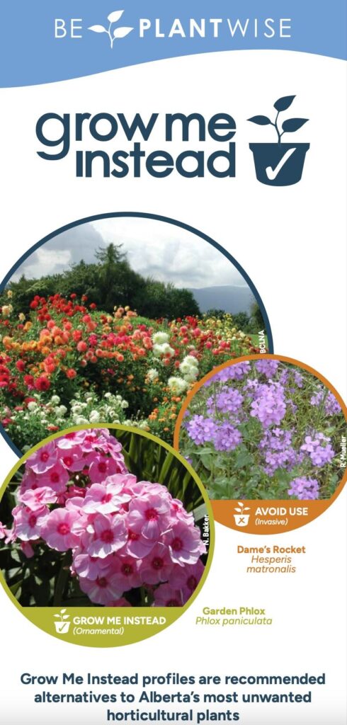 image showing cover of Alberta's Grow Me Instead brochure